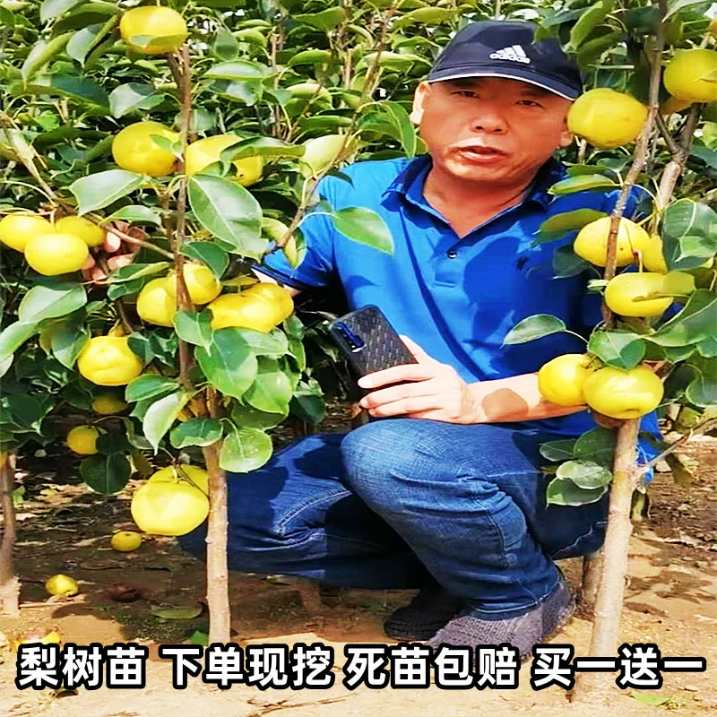 梨树果苗嫁接翠冠梨丰水梨子树苖庭院种植盆地栽当年结果梨子苗树