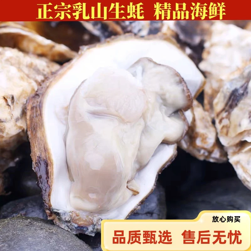 【京东快递】于胖子 正宗乳山生蚝 新鲜肥美 鲜嫩爽口 5斤装