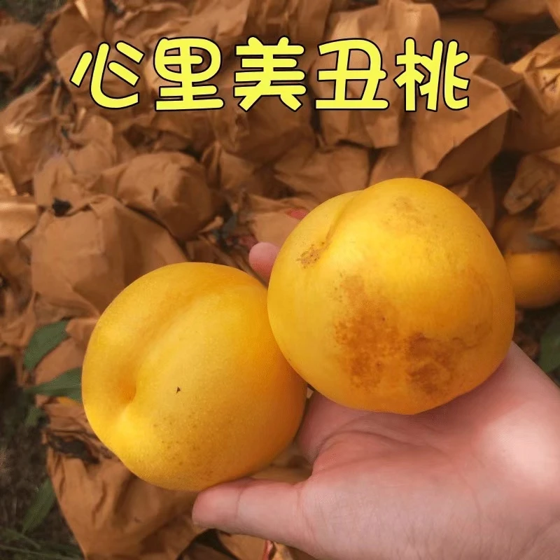 【顺丰/京东快递】于胖子 丑油桃 风味更足 4.5-5斤装