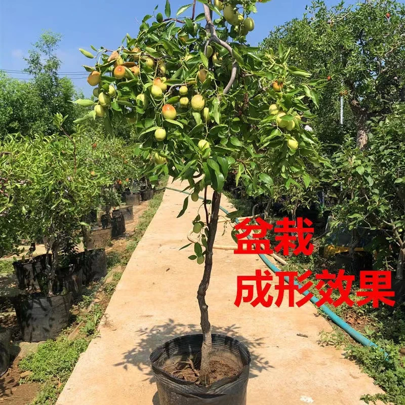 枣树盆栽庭院种植