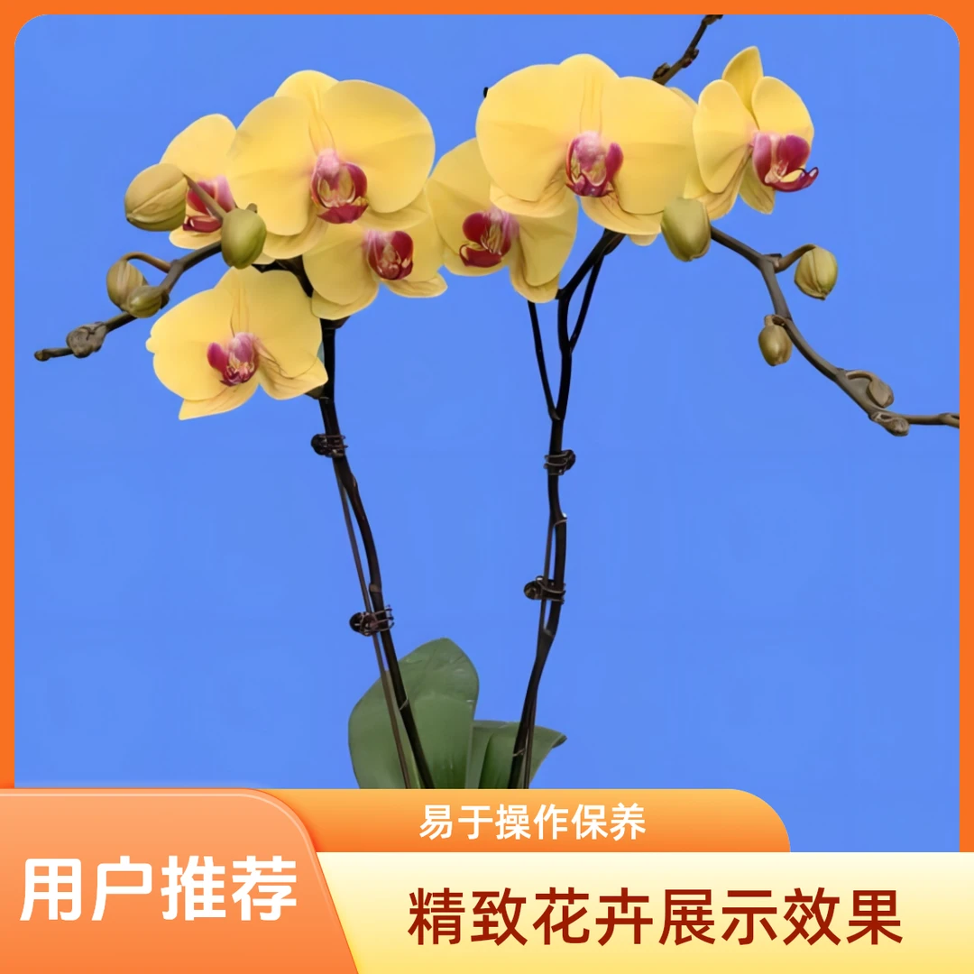 蝴蝶兰金时代1.7寸杯苗绿色好看生根发货种植喜欢