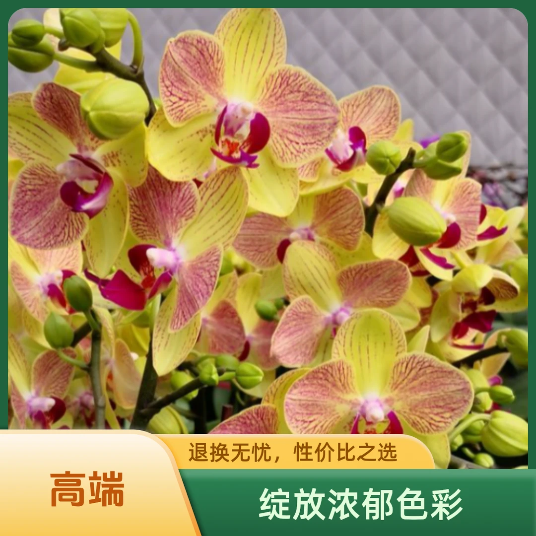 蝴蝶兰三色鸟2.8寸苗种植微景观绿植