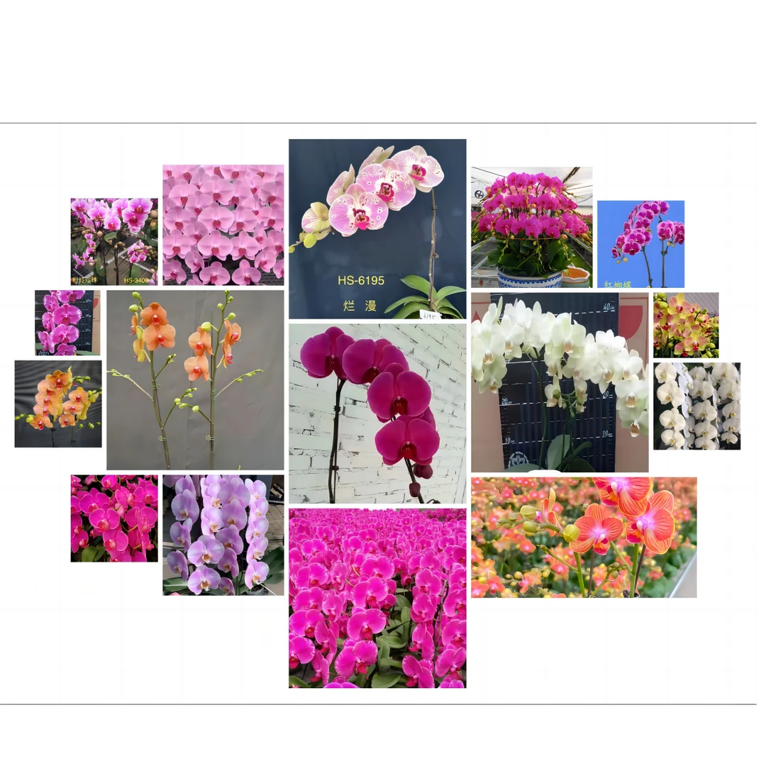 30种1.7寸蝴蝶兰随机6种
