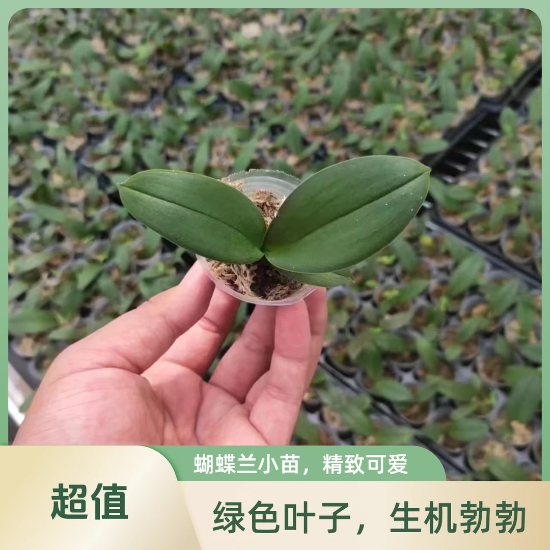 蝴蝶兰第一名1.7寸杯苗