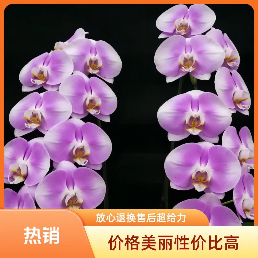 蝴蝶兰美滋滋1.7寸苗绿色好看种植微景观绿植