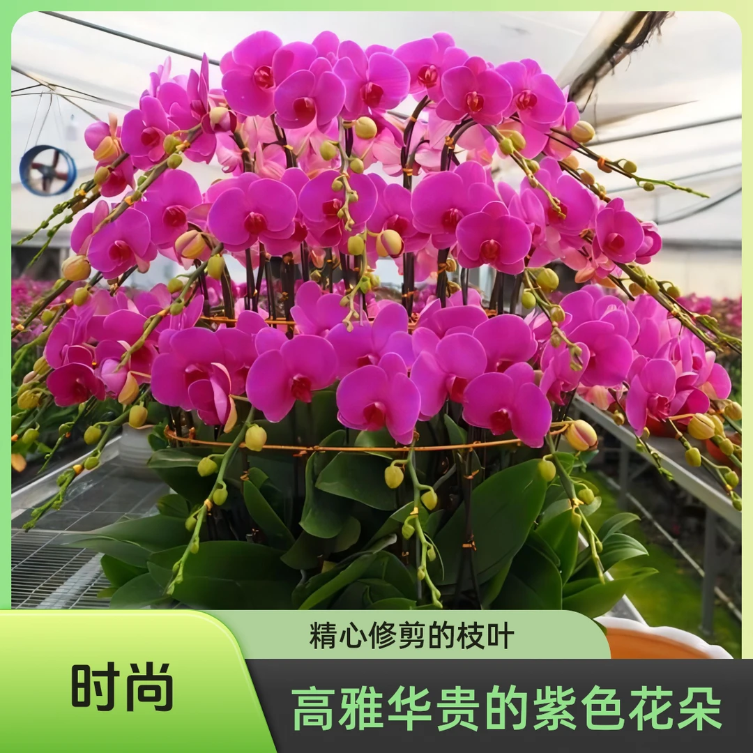 蝴蝶兰恭喜发财3.0寸开花株