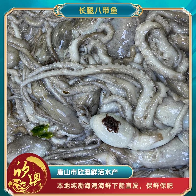 【八爪鱼】短腿八爪鱼 本地纯渤海湾 下船直发 3斤起