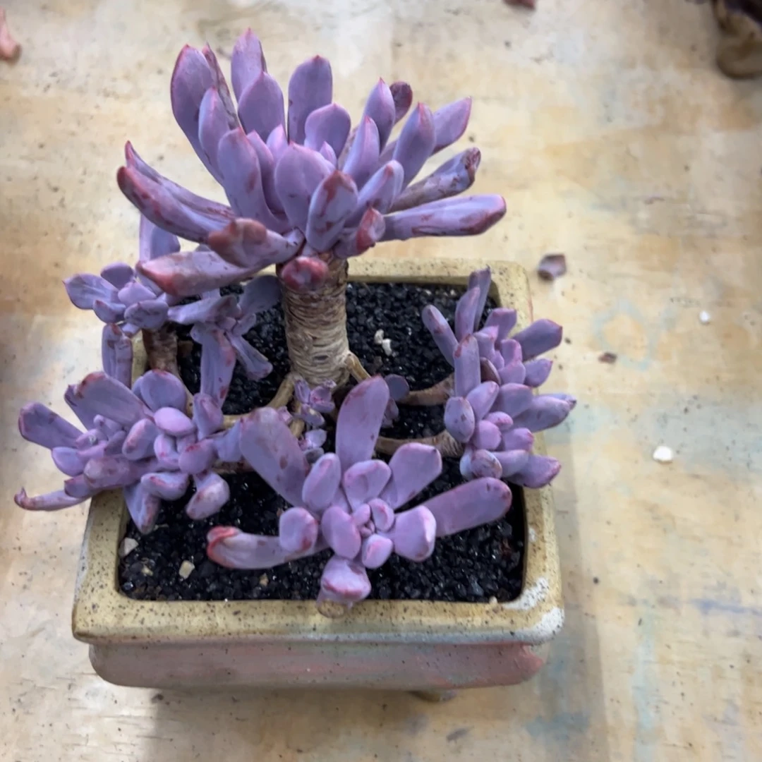 随*丘比特18零零多肉植物