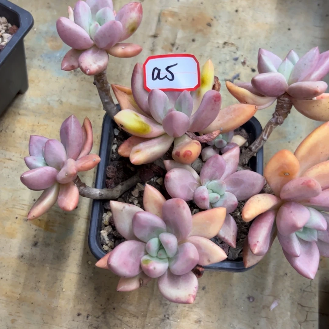 小*赵桃花源25 零零多肉园艺