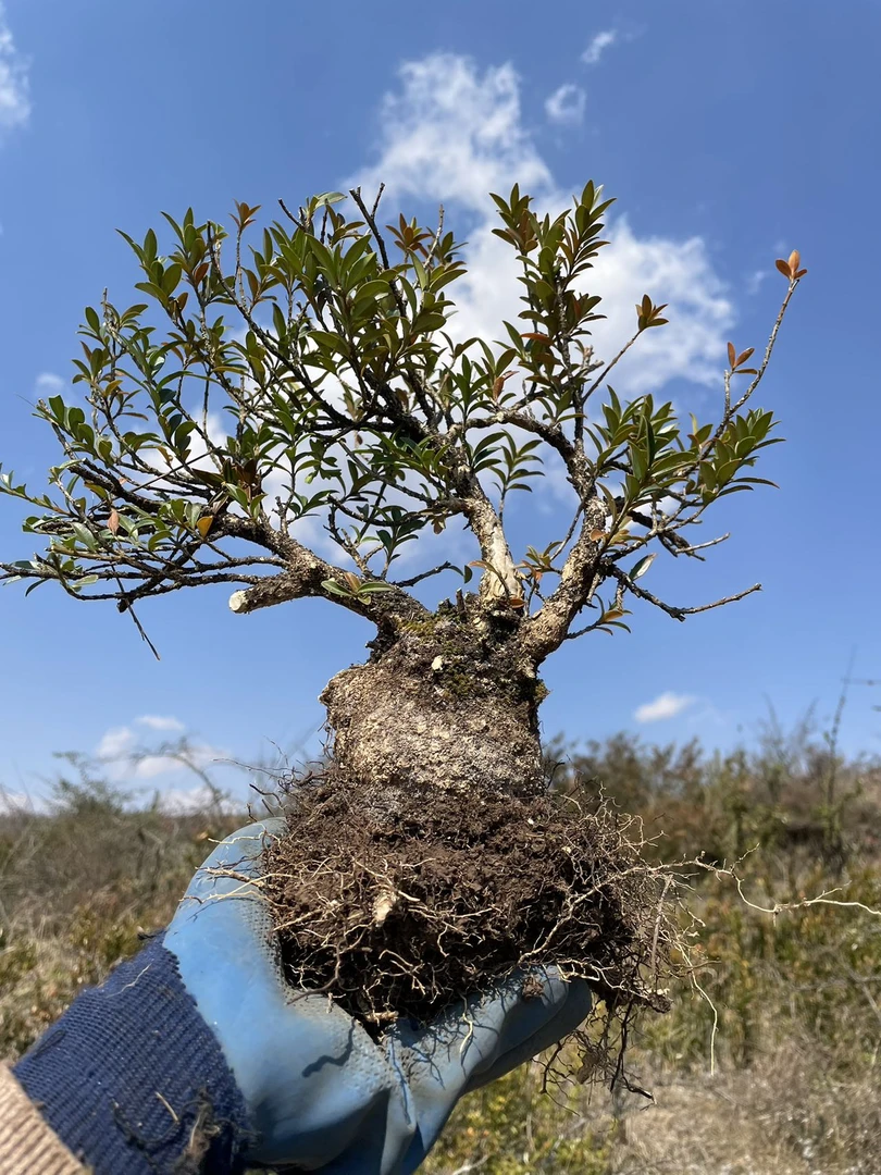 黄杨、铁马鞭、清香木盆景素材直播专用