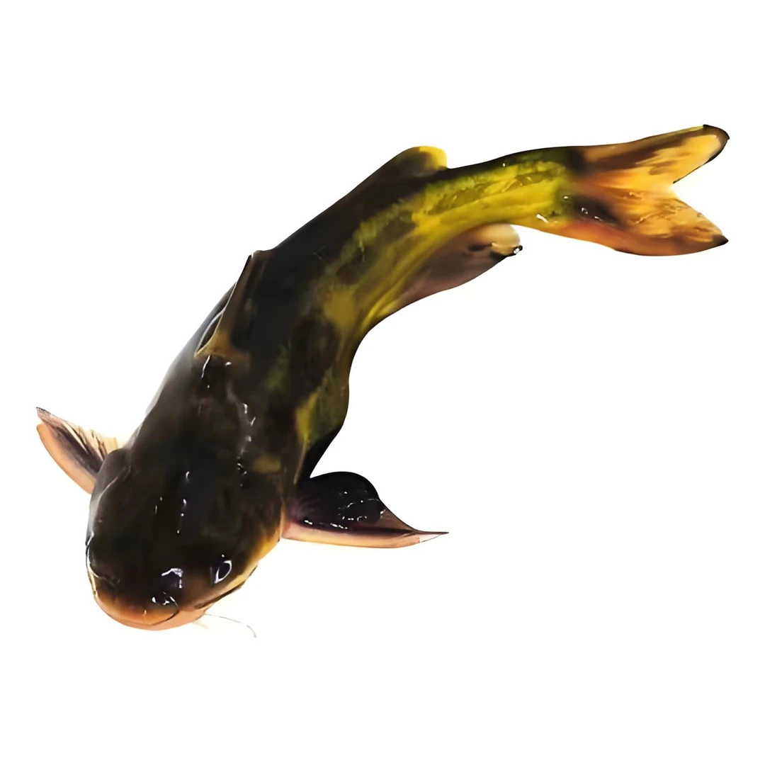 东北冷水松花江嘎牙子黄骨鱼5斤（冷冻发货）