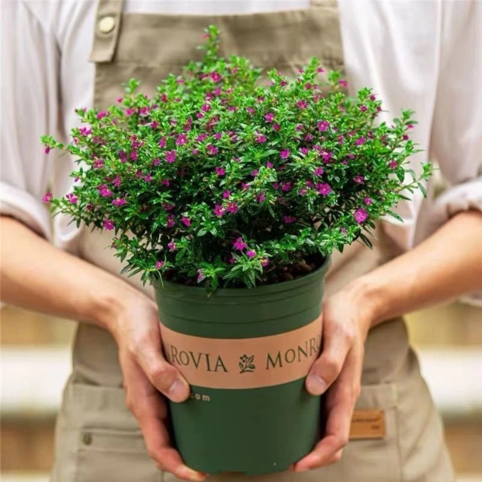 满天星盆栽四季开花室内客厅带盆栽好养带花苞发货观花植物常绿