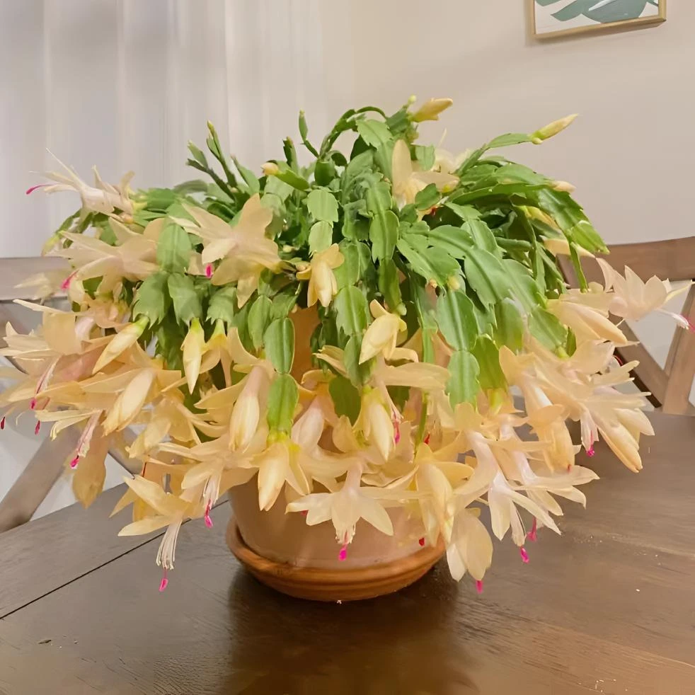 黄金 光炫白色蟹爪兰苗盆栽带花苞室内阳台植物开花不断蟹爪莲