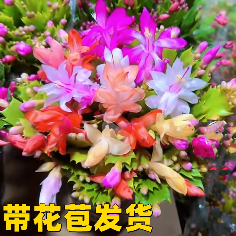 5色蟹爪兰带花苞新品花苗盆栽嫁接室内绿植多肉花卉四季好养