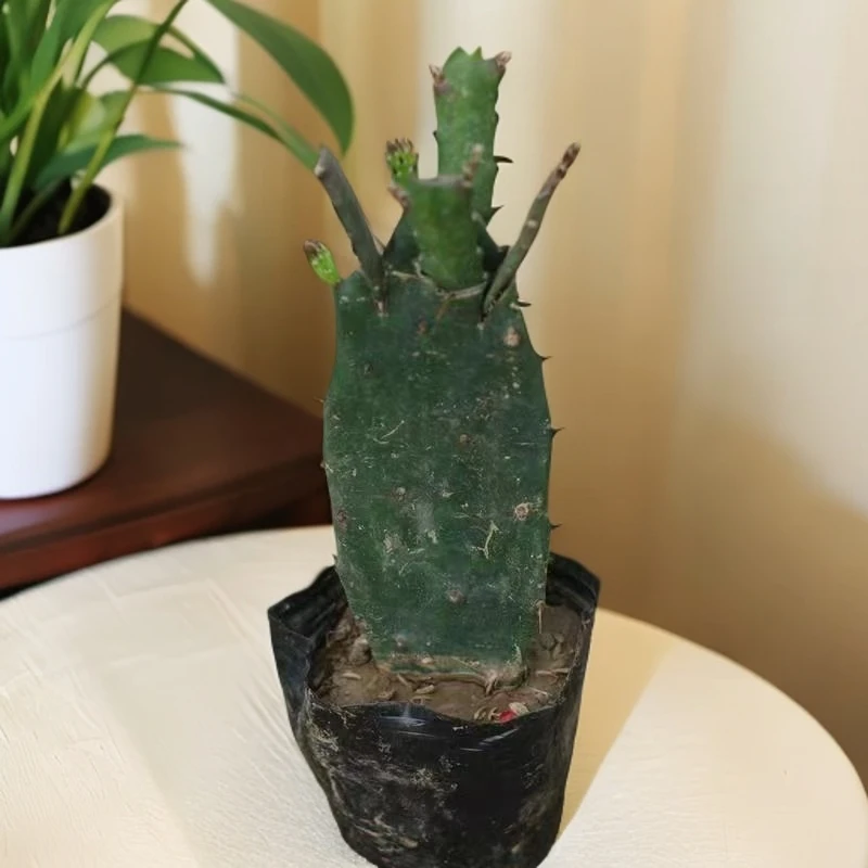 令箭荷花盆栽嫁接苗带花苞发货仙人掌嫁接令箭荷花1-2层正是花期