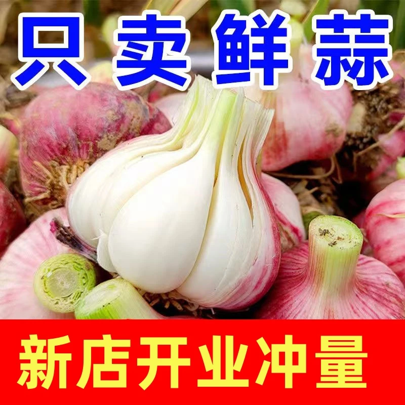 河南农产品杞县新鲜紫皮大蒜农家种植可腌制糖醋蒜鲜蒜头嫩蒜