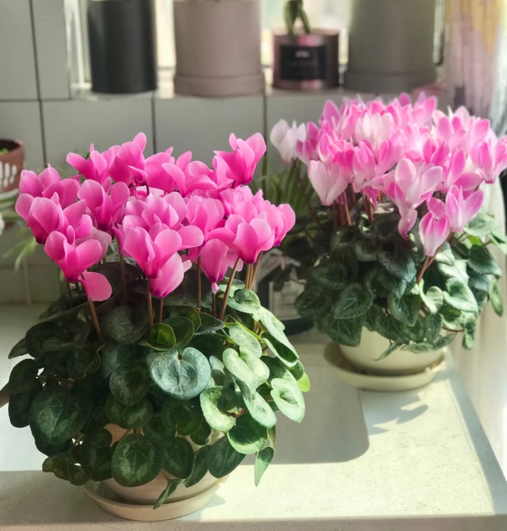 ［青巷里］仙客来盆栽带花苞室内重瓣年宵花四季开花好养大花苗观花