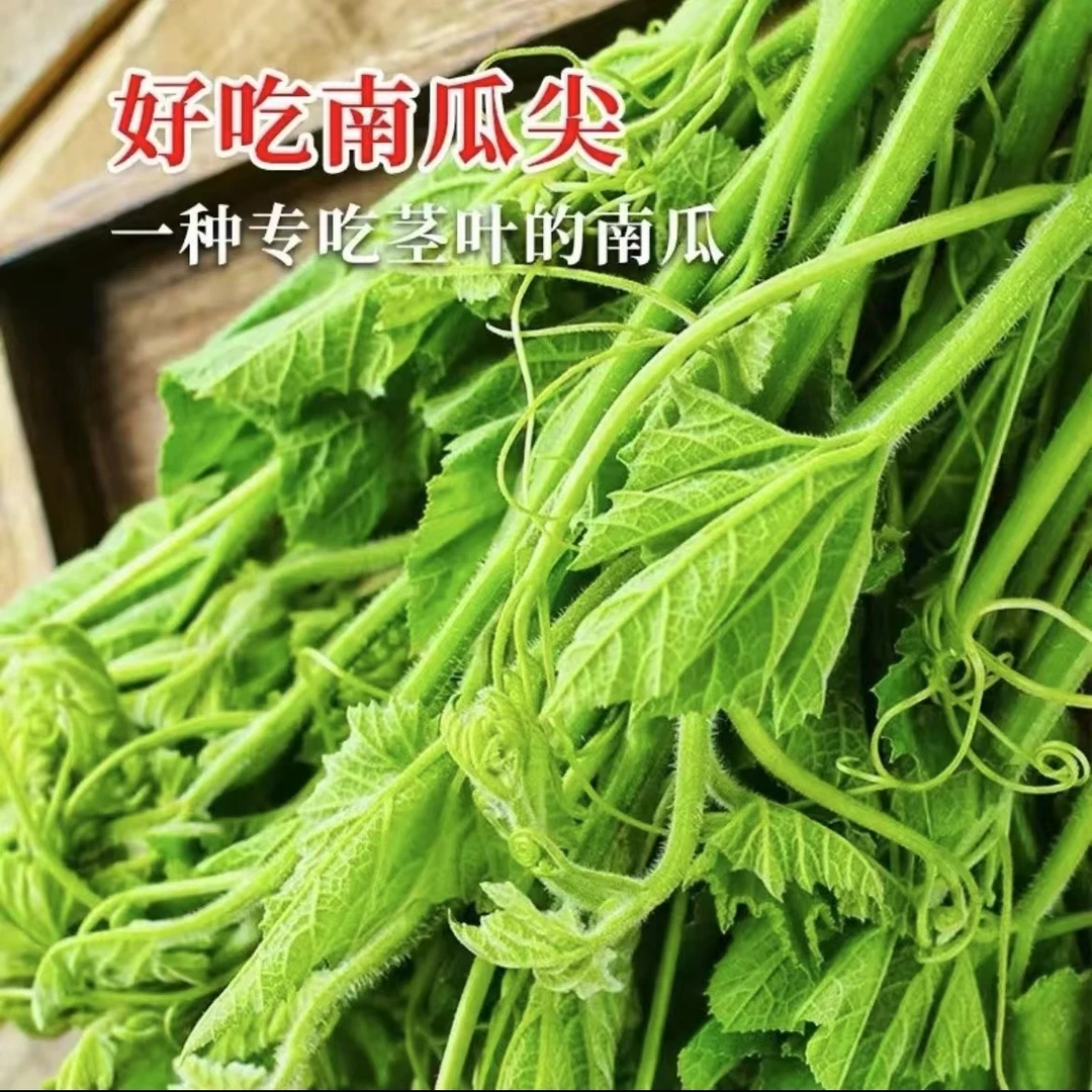 南瓜尖香甜藤茎南瓜苗温度适宜四季种植四季蔬菜种子简单易种春季