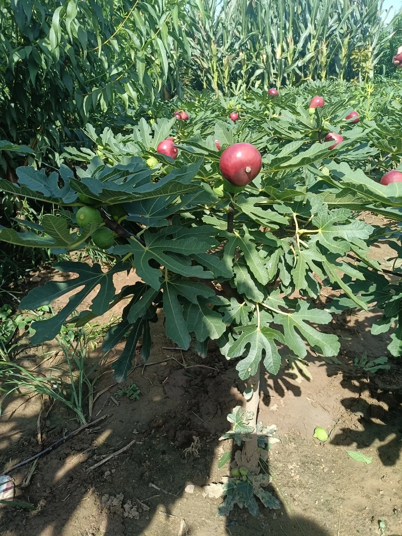【无花果】软糯香甜南北方种植