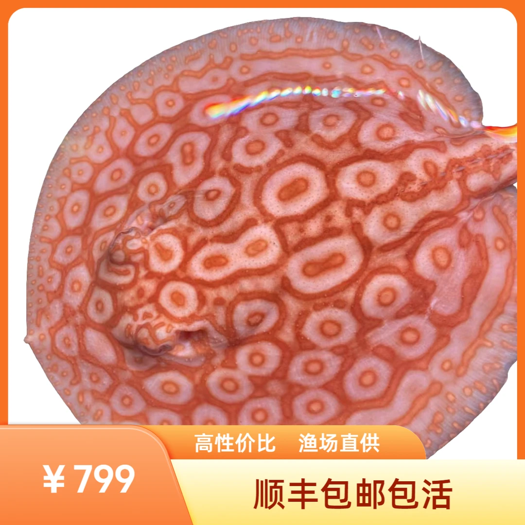 直播间挑选酒红眼白子黑帝王魟鱼活体热带观赏鱼火焰白子