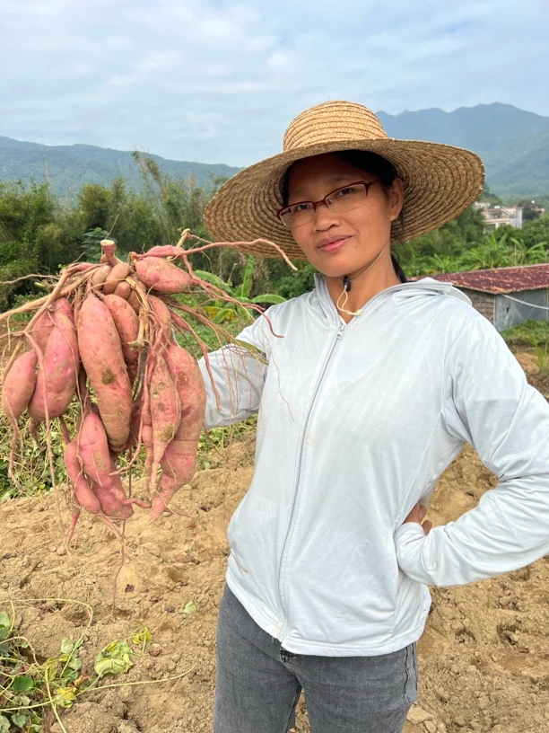 阳春岗美农家自种藤仔薯
