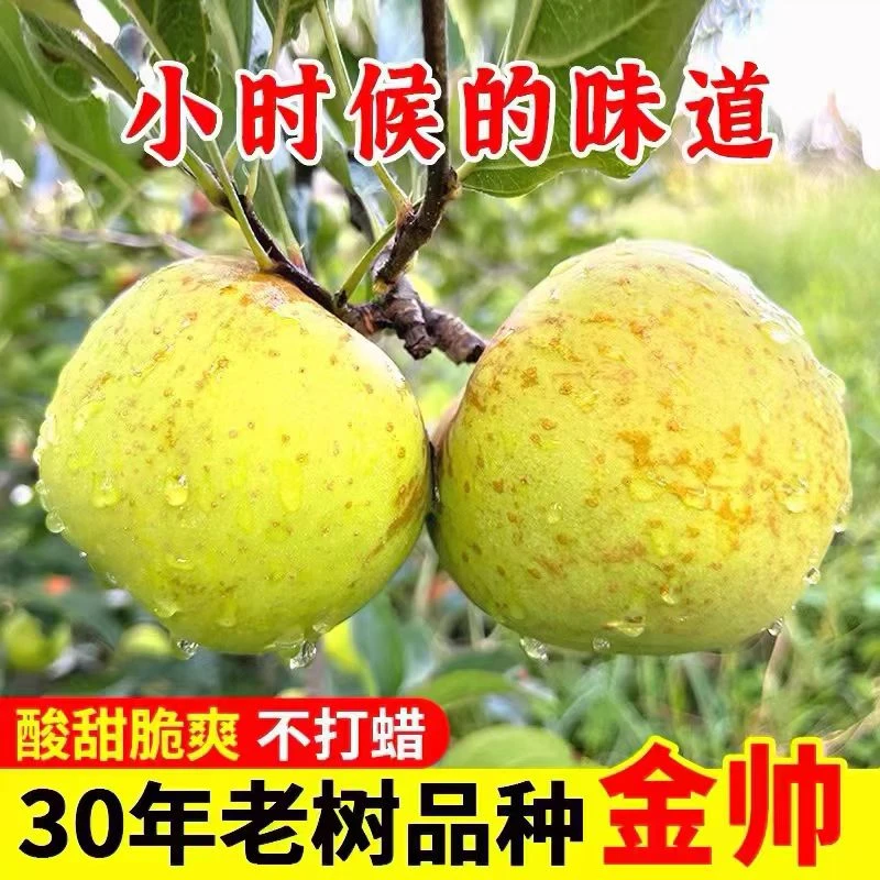 丰县大沙河金帅苹果老品种 金帅苹果元帅苹果粉面  青苹果
