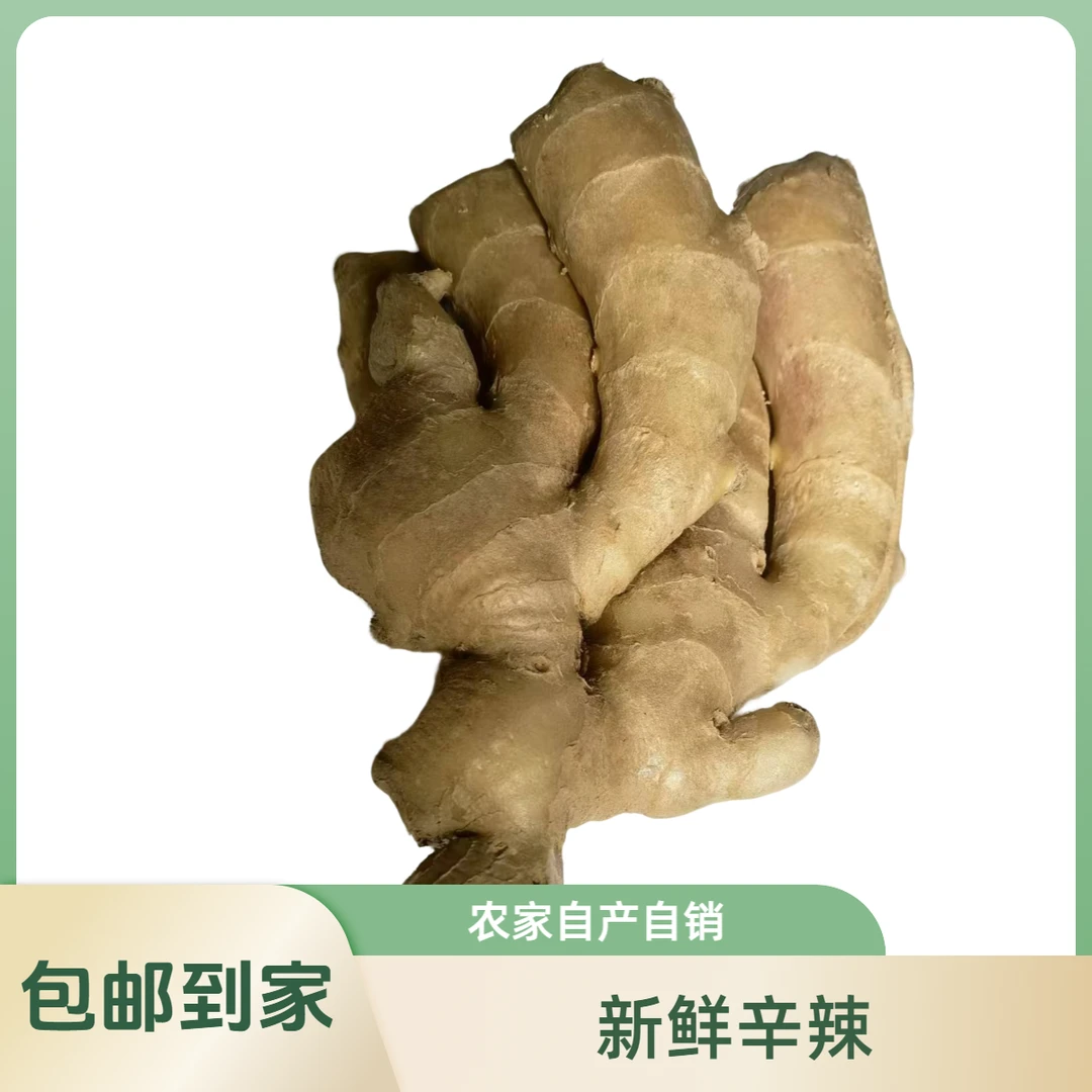 唐山24年老姜无熏硫水洗大小混装农家自种风干新鲜辛辣生姜包邮