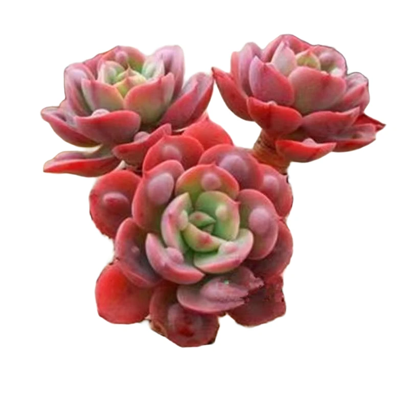 雨滴 云南肉集派多肉种植园