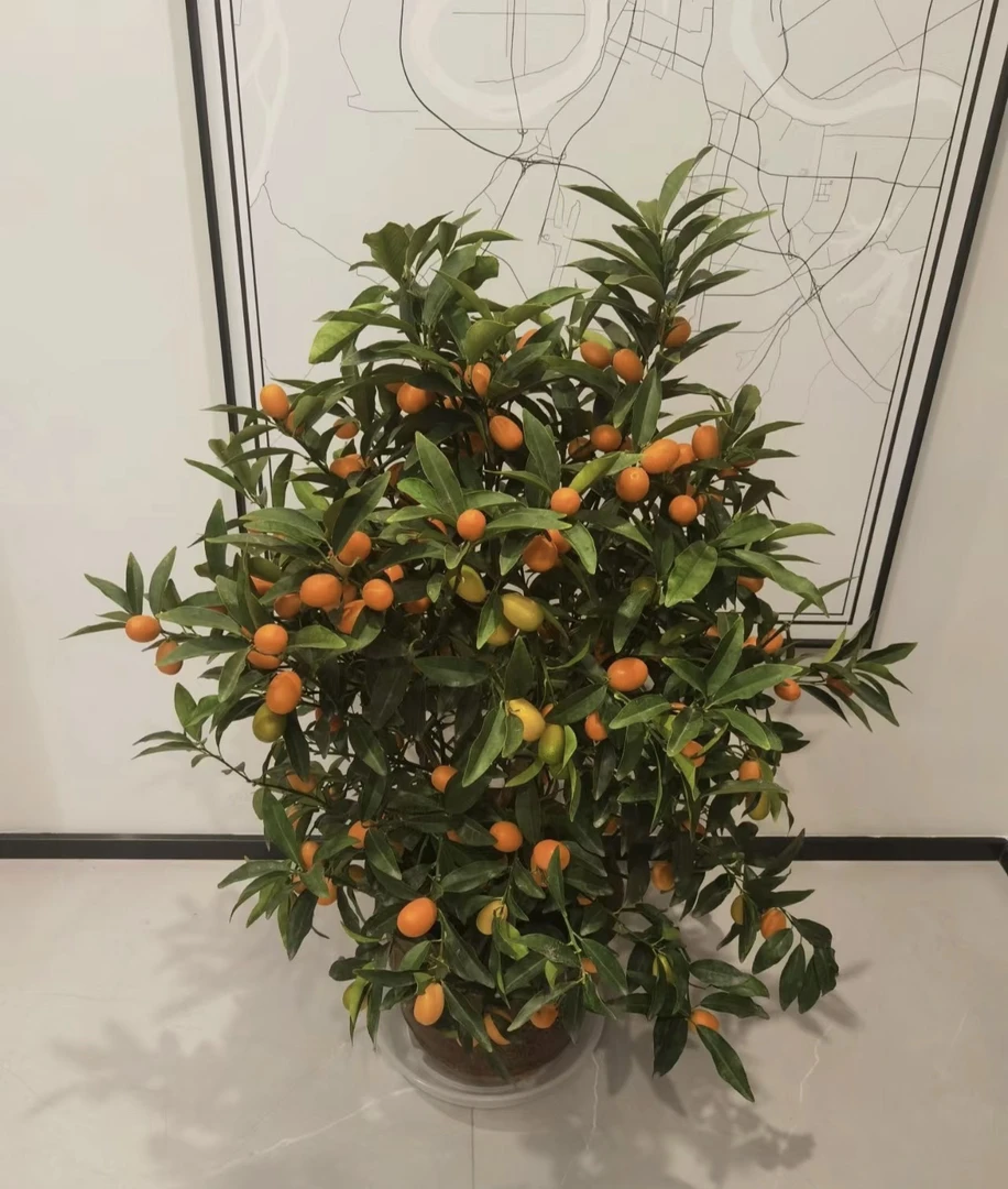 花园绿植盆栽地栽阳台客厅盆景植物