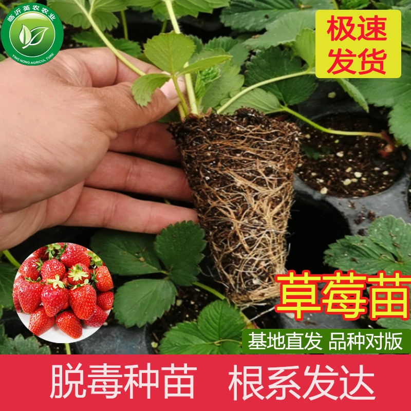 红玉草莓苗（精品对版）