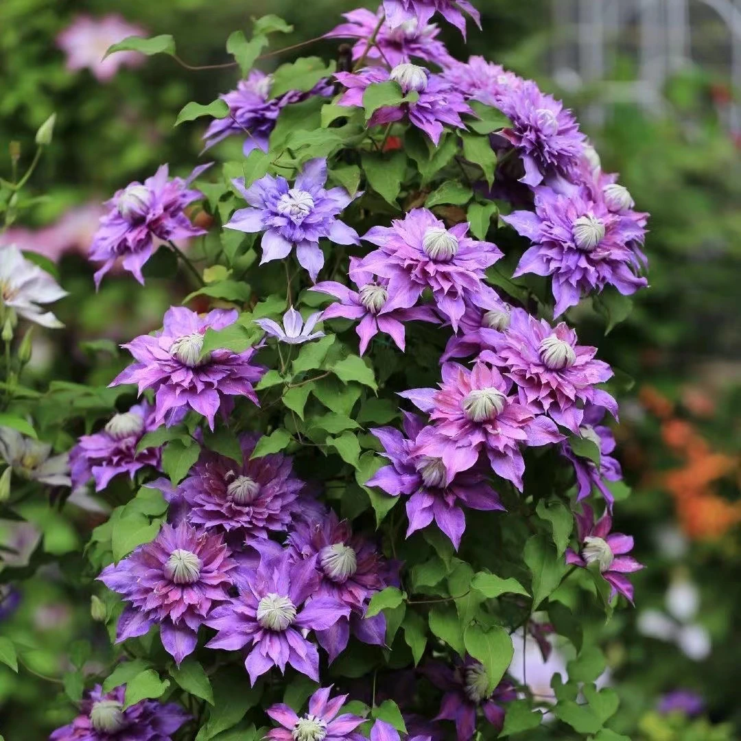 进口铁线莲根苗铁线莲粉龙爬藤植物藤本花卉重瓣浓香型四季开花