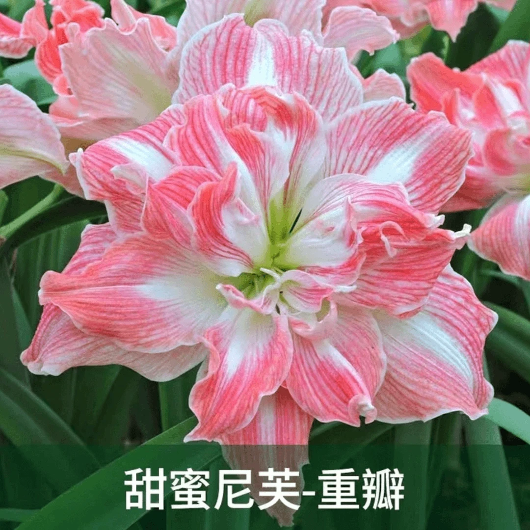 重瓣朱顶红种球四季赏花重瓣大花朵花型阳台庭院全国春夏秋冬种植