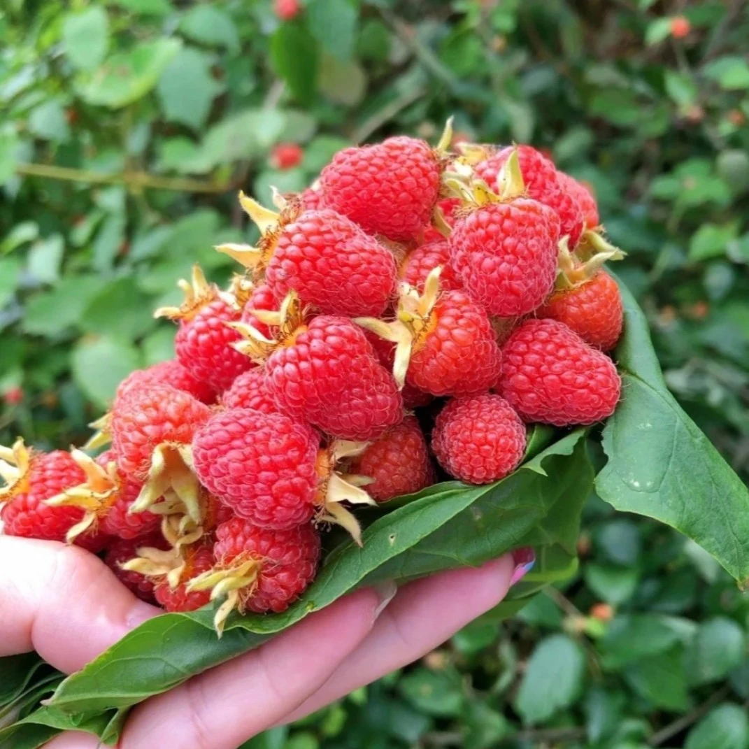 树莓种子双季树莓覆盆子多年生植物播种种植发芽