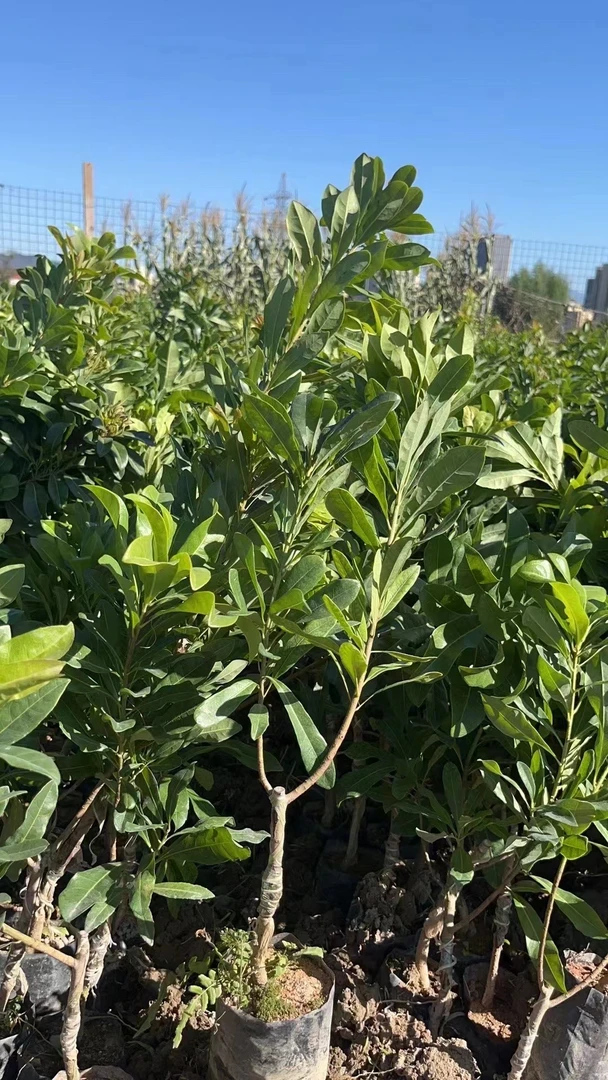 （1-4年）东魁嫁接好盆栽种植