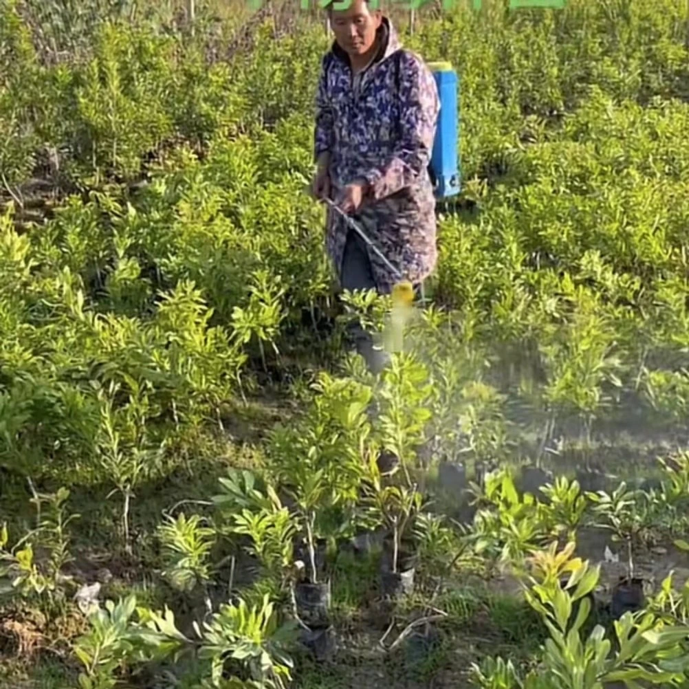 （3号～链接）东魁嫁接好盆栽种植