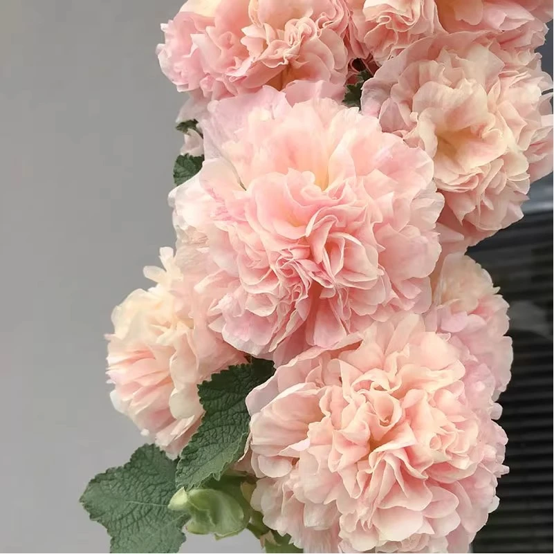 种花王大爷 蜀葵花苗花卉盆栽植物阳台庭院室内室外绿植