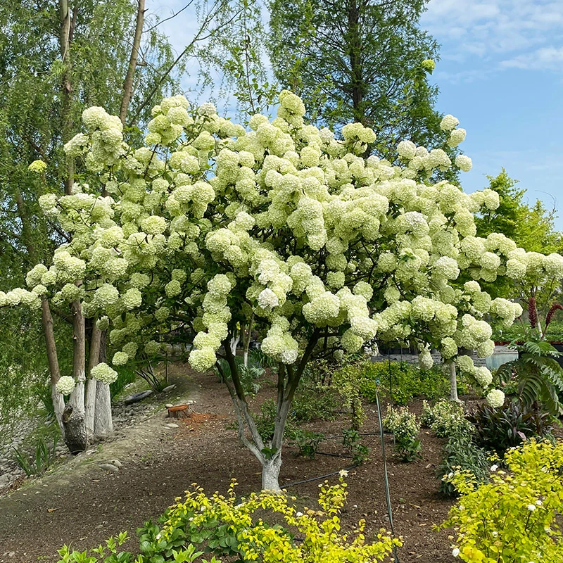 种花王大爷 中华木绣球室外栽培花卉美丽白色大型庭院开花
