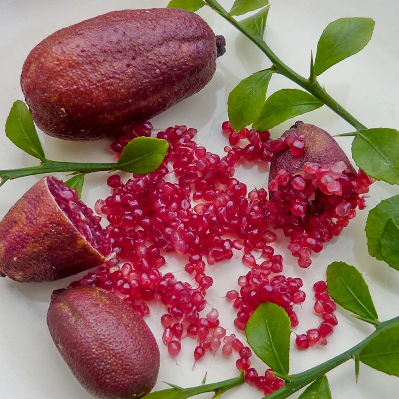 种花王大爷澳洲指橙手指柠檬红香槟树苗庭院盆栽可食用水果鱼籽酱