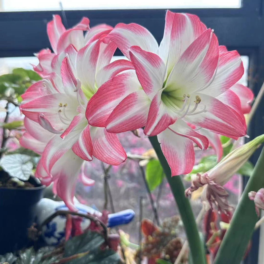 种花王大爷 秘鲁朱顶红 花孔雀多年生多品种球根花卉阳台