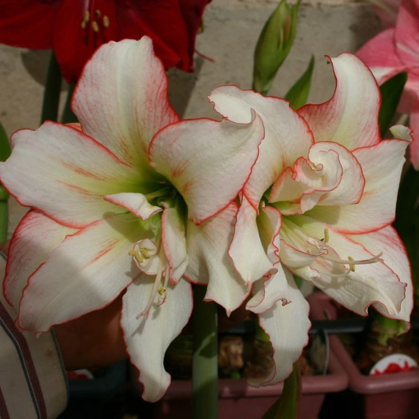 种花王大爷 南非朱顶红滑稽演员22/24多年生球根花卉花园阳台