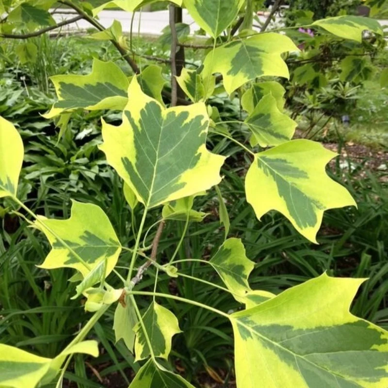 种花王大爷 网红庭院观叶植物庭院园林造景花叶鹅掌楸马褂木好养