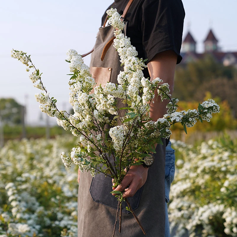 种花王大爷 菱叶绣线菊黄金喷泉土球庭院装饰花型美观栽培开花