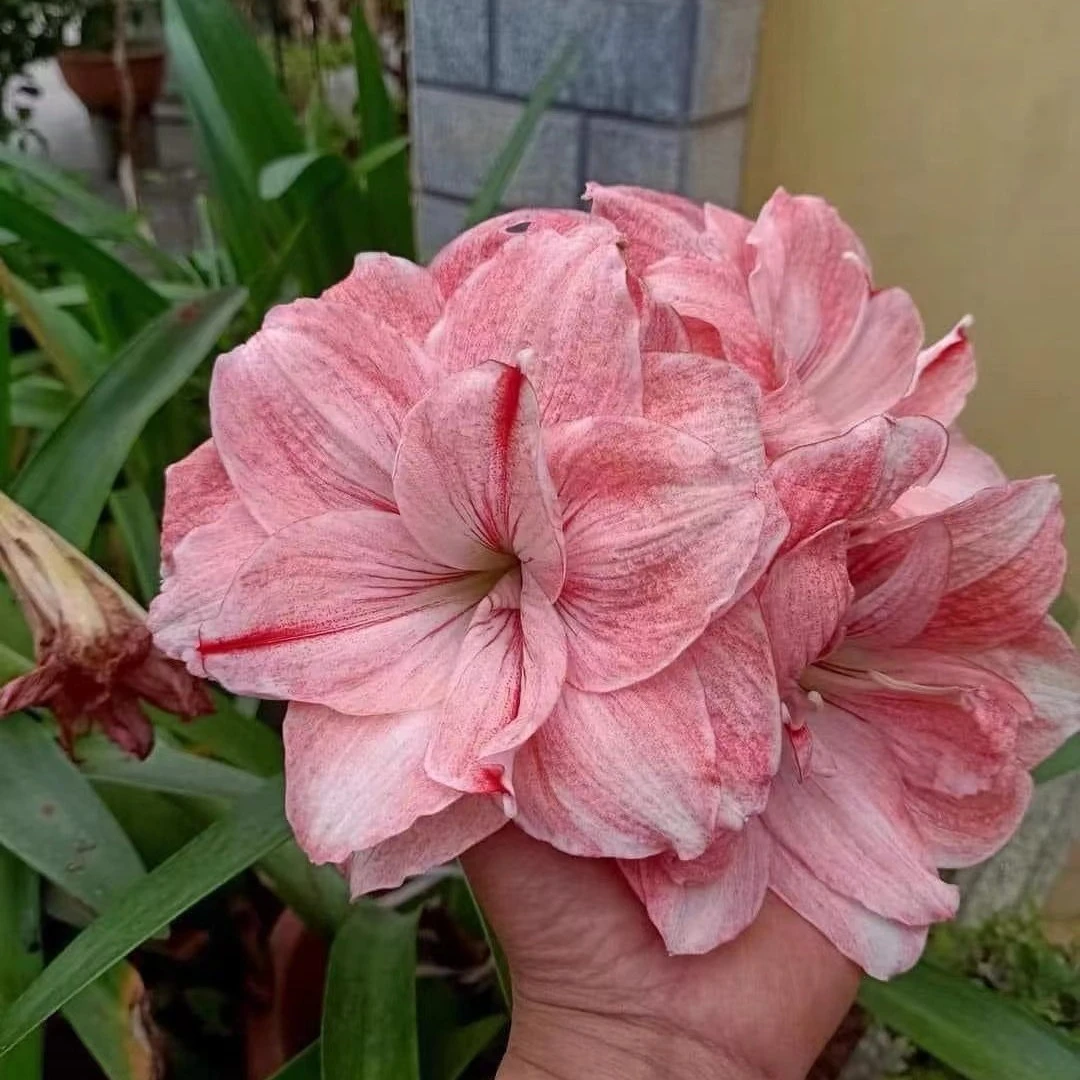 种花王大爷 泰国朱顶红种球多年生多品种球根花卉阳台开花园艺