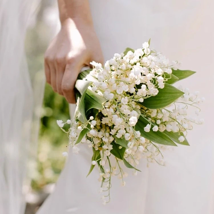 铃兰盆栽花苗浓香花卉耐寒开花室内办公室