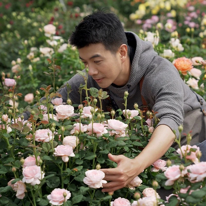 种花王大爷月季2加仑合集盆栽玫瑰阳台庭院花卉植物