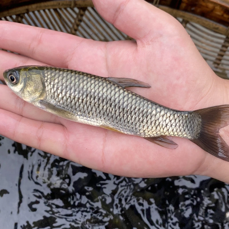 四川草鱼  山泉水养殖水产 生态养殖 渔场直发