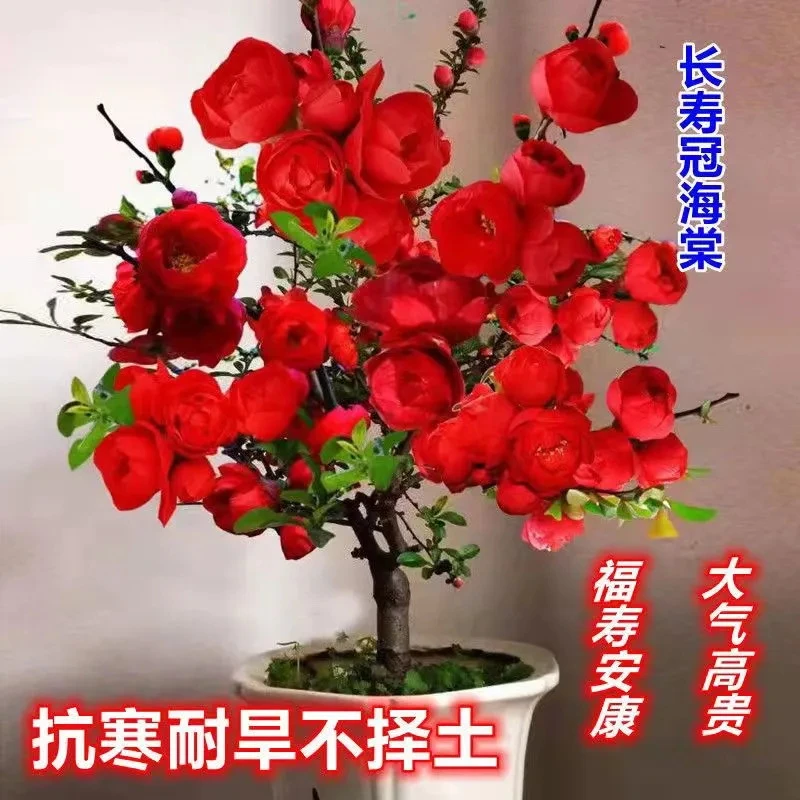 花卉盆栽四季海棠花卉懒人花耐寒好养室内庭院植物老桩大红色旺宅