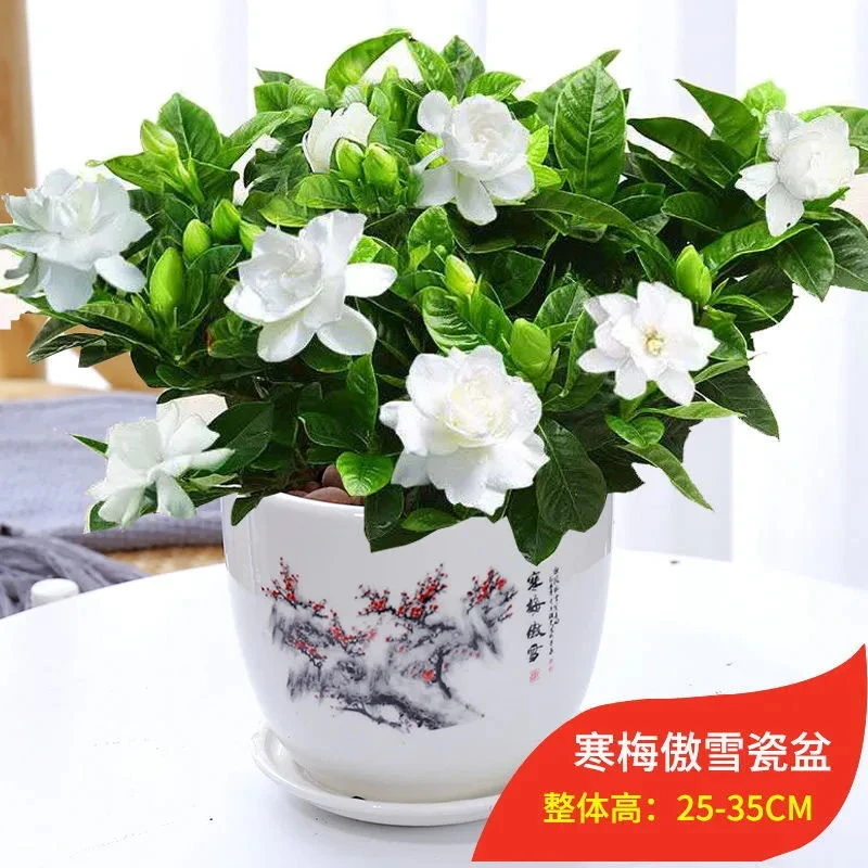 【大盆栀子花带花苞发货】栀子花盆栽室内花卉绿植水培除甲醛植物