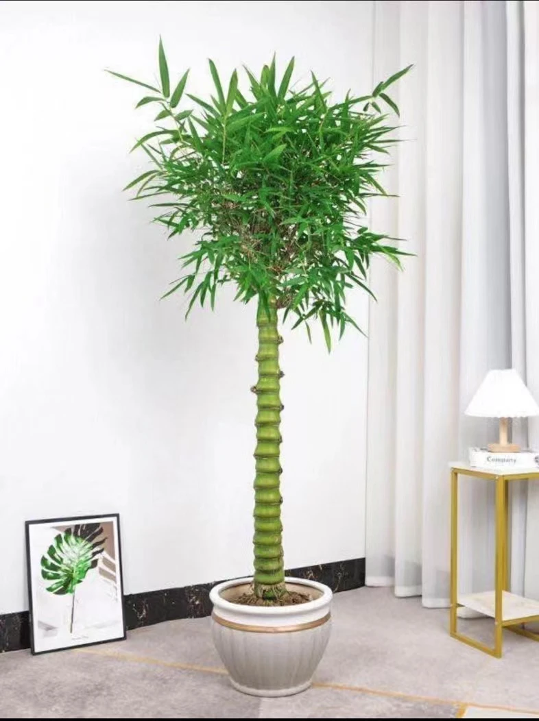 橙橙佛肚竹、花卉绿植、盆栽地栽、南方北方地区均可种植、不挑土壤
