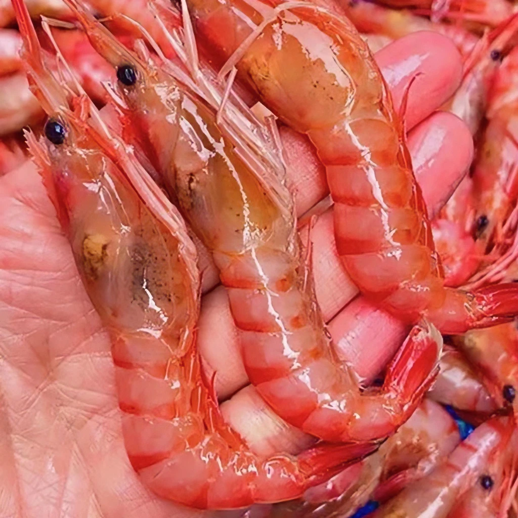 深海野生新鲜捕捞甜虾刺身肉质软糯细腻生腌生呛红虾新鲜腌制速冻